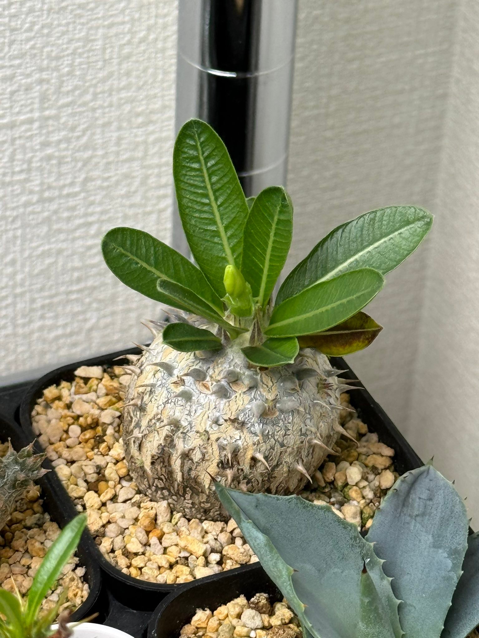 2024年に蒔いたパキポディウム レウコキサンツム実生が初開花 本当に
