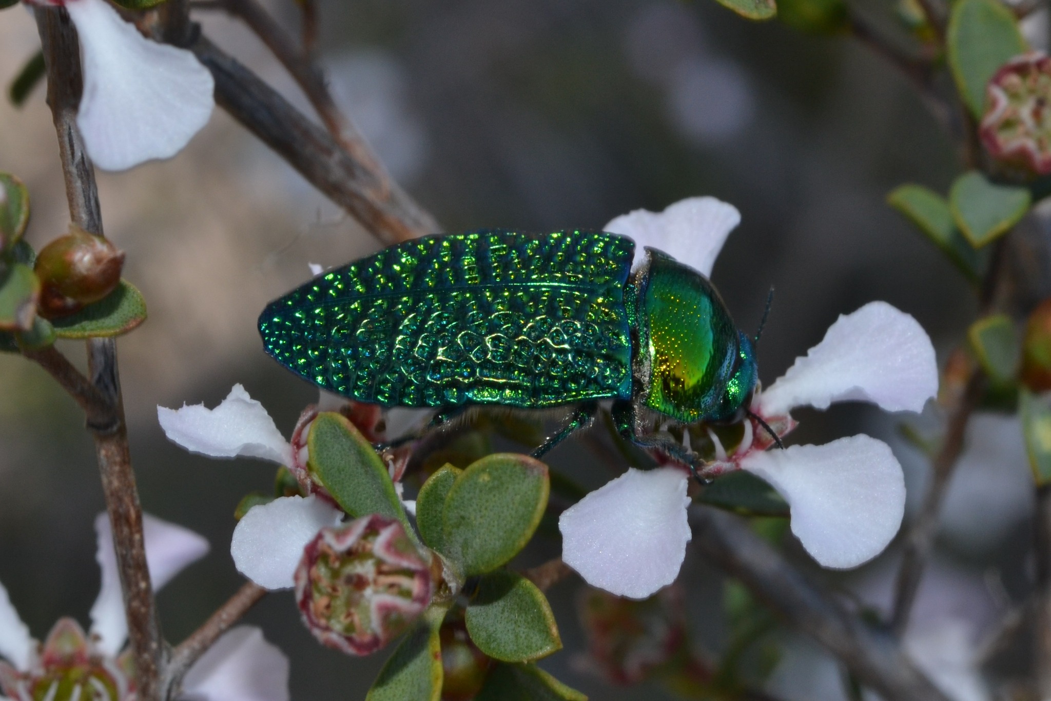 Stigmodera gratiosa Jewel Beetle sightings in Perth reserves