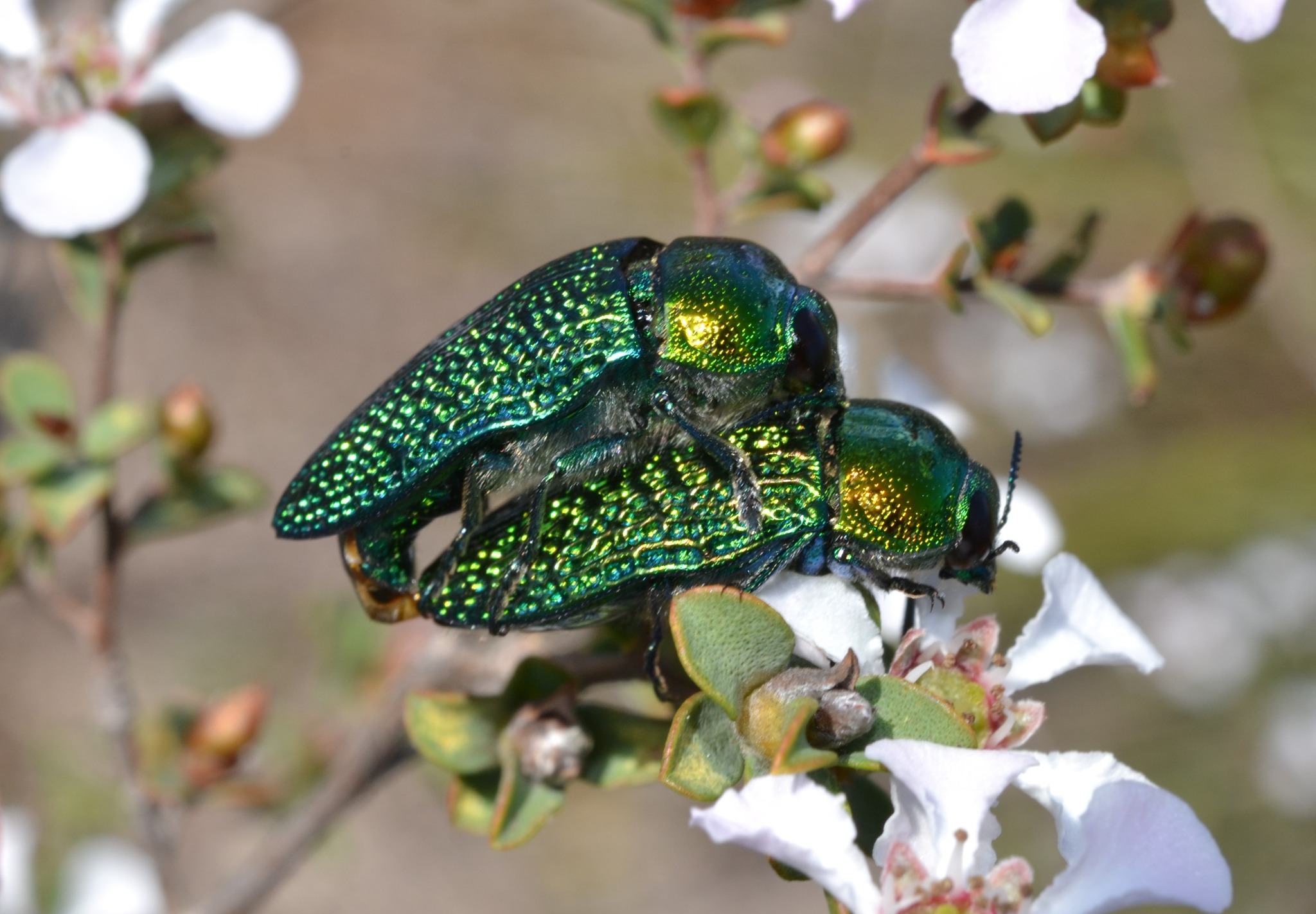 Stigmodera gratiosa Jewel Beetle sightings in Perth reserves
