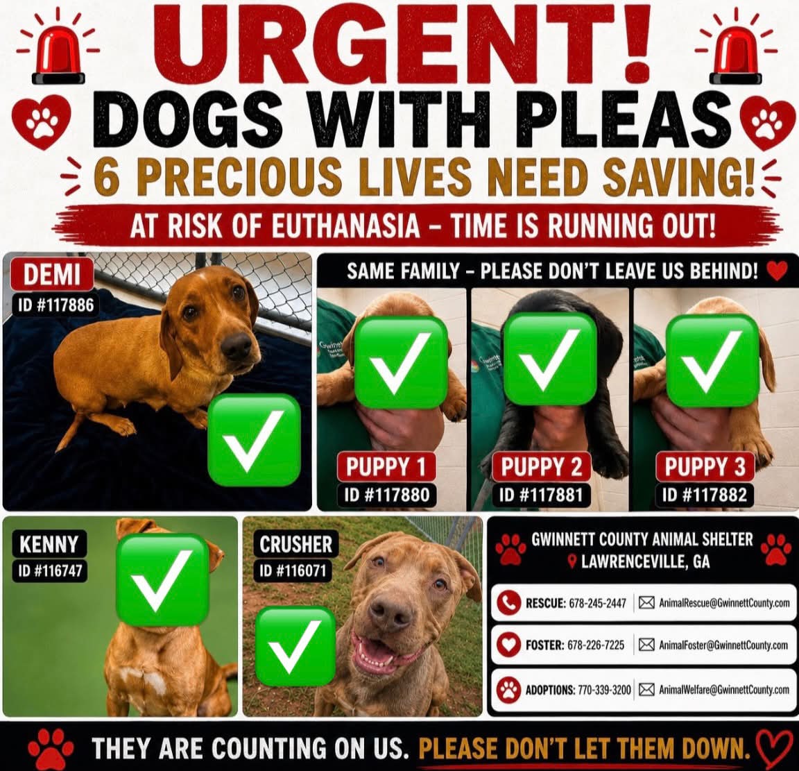 Urgent rescue needed for family of four dogs in Gwinnett County  
