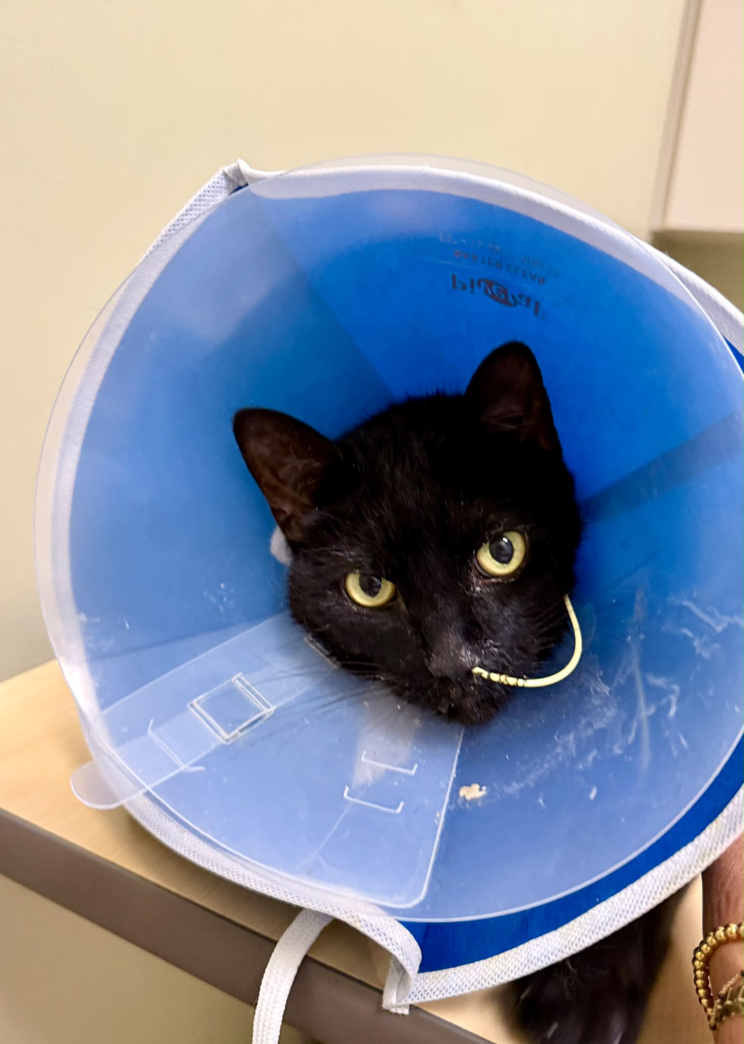cat eating after b12 injection Using injections for nausea and vomiting in IBD cats? Ghk-cu, ahk-cu topical : Muscle Builders Treatment:12 Months