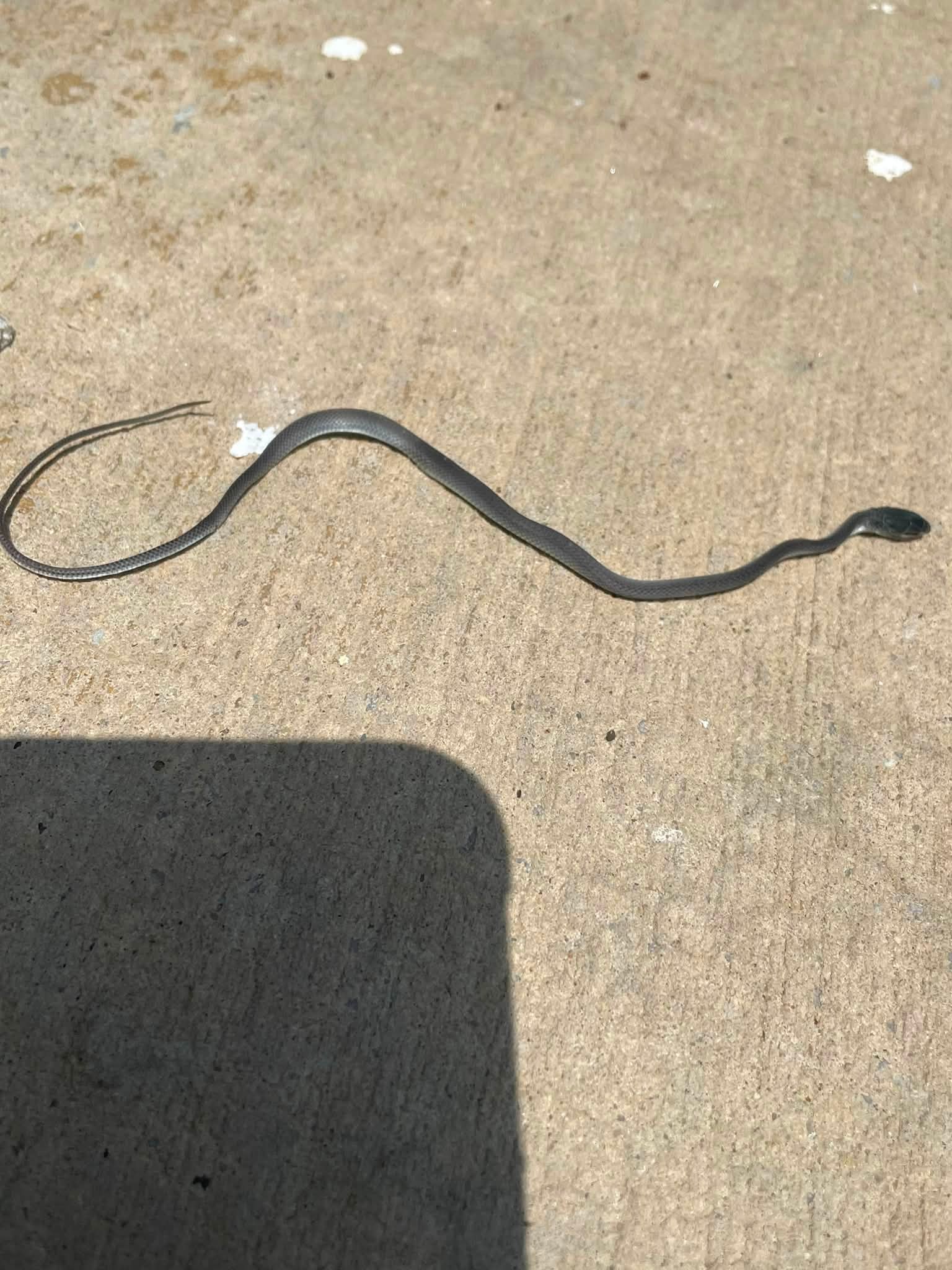 What killed a 4-inch light blue snake in Tennessee?