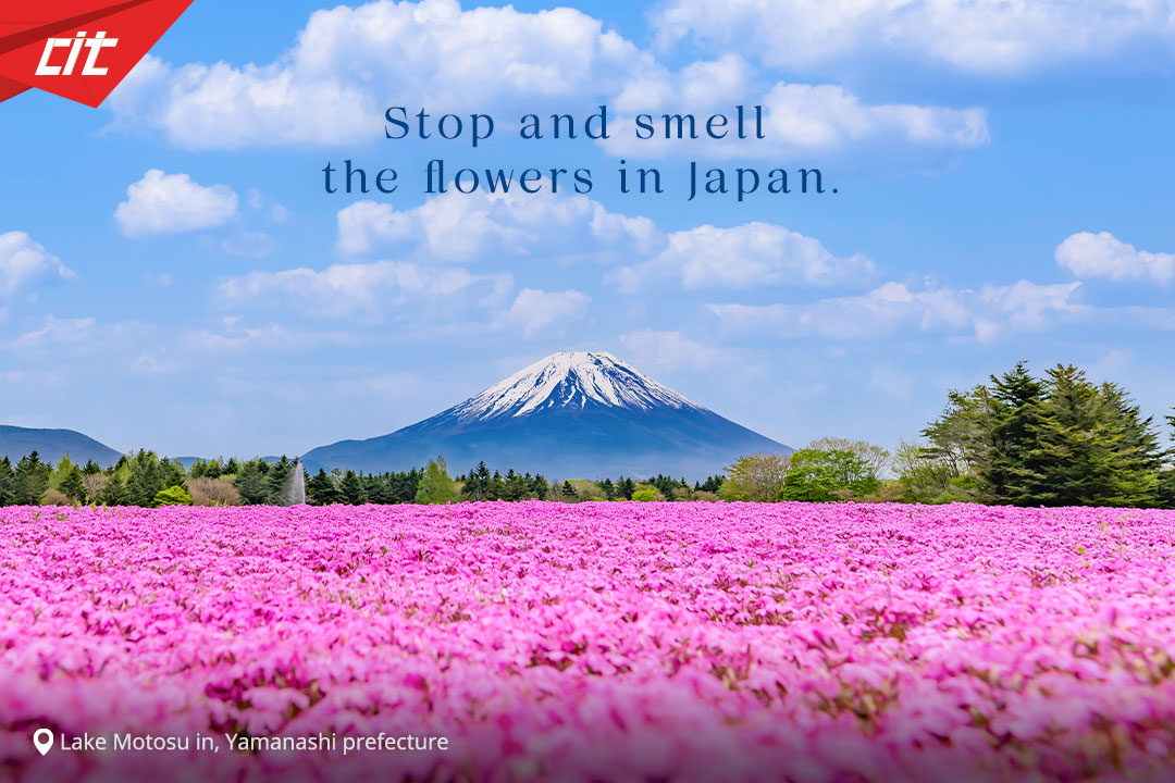 A FIELD THAT LOOKS LIKE A DREAM 🇯🇵 Somewhere in Osaka, there's a