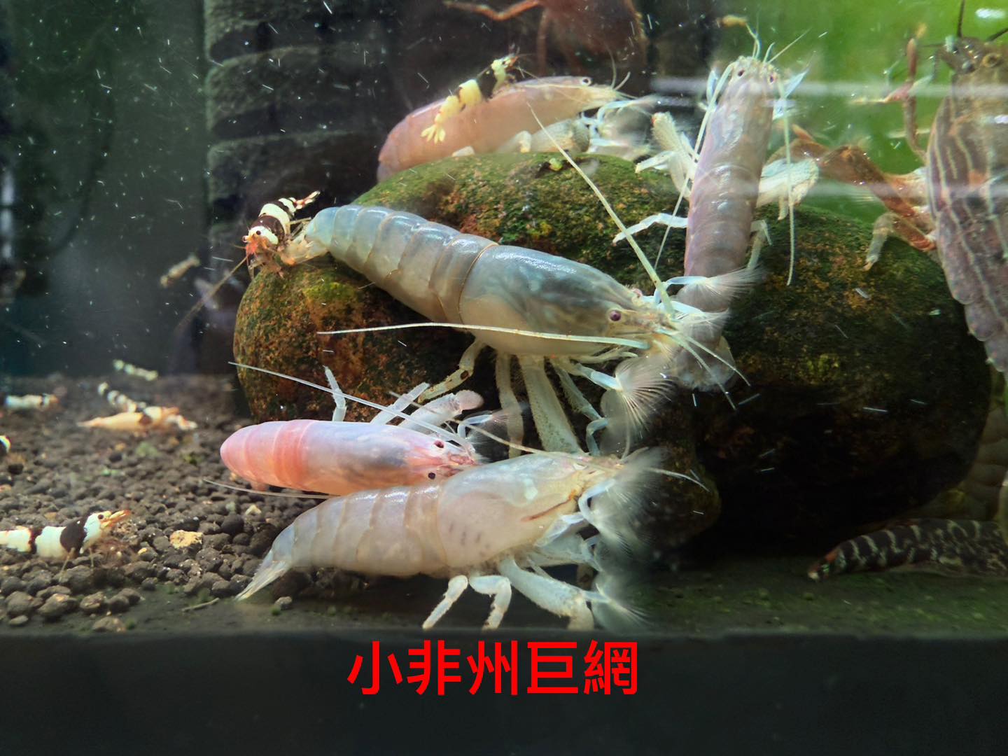 荃灣水族情迷aquadesign added a new photo. - 荃灣水族情迷aquadesign