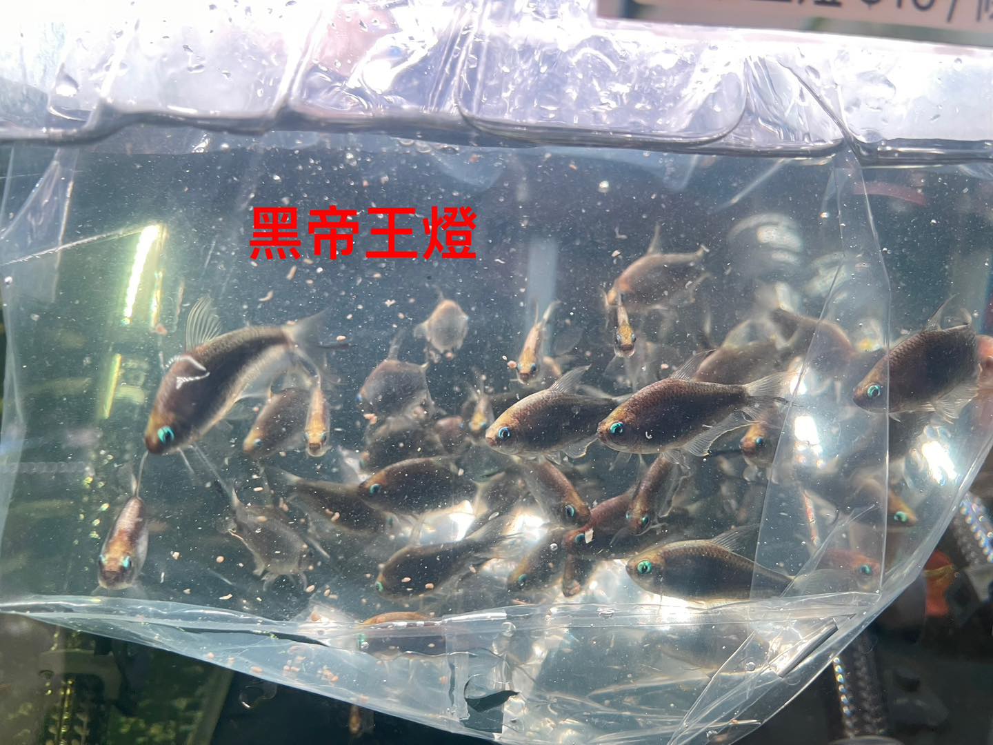 荃灣水族情迷aquadesign added a new photo. - 荃灣水族情迷aquadesign