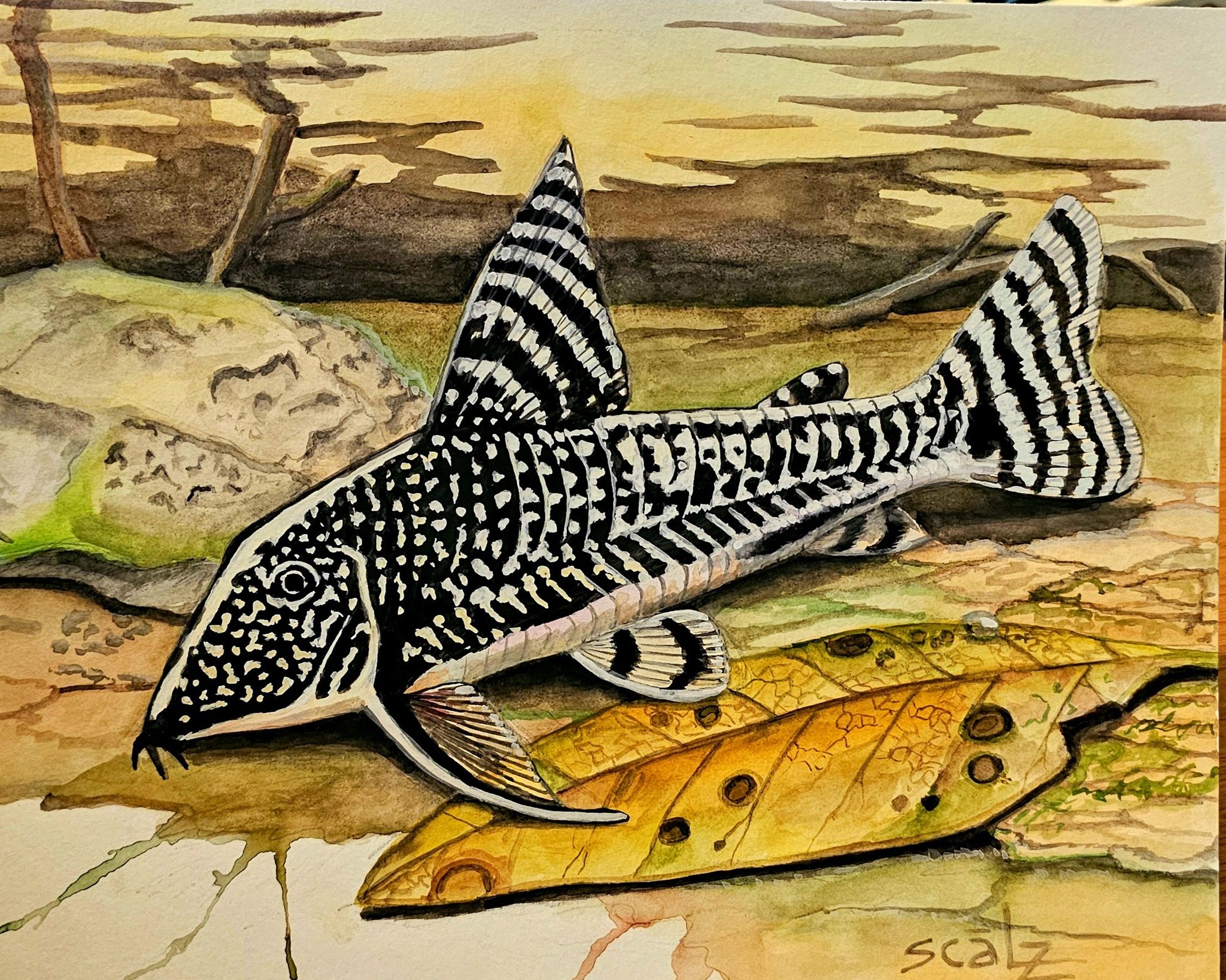 Corydoras genus division and catfish art by Sam Scalz