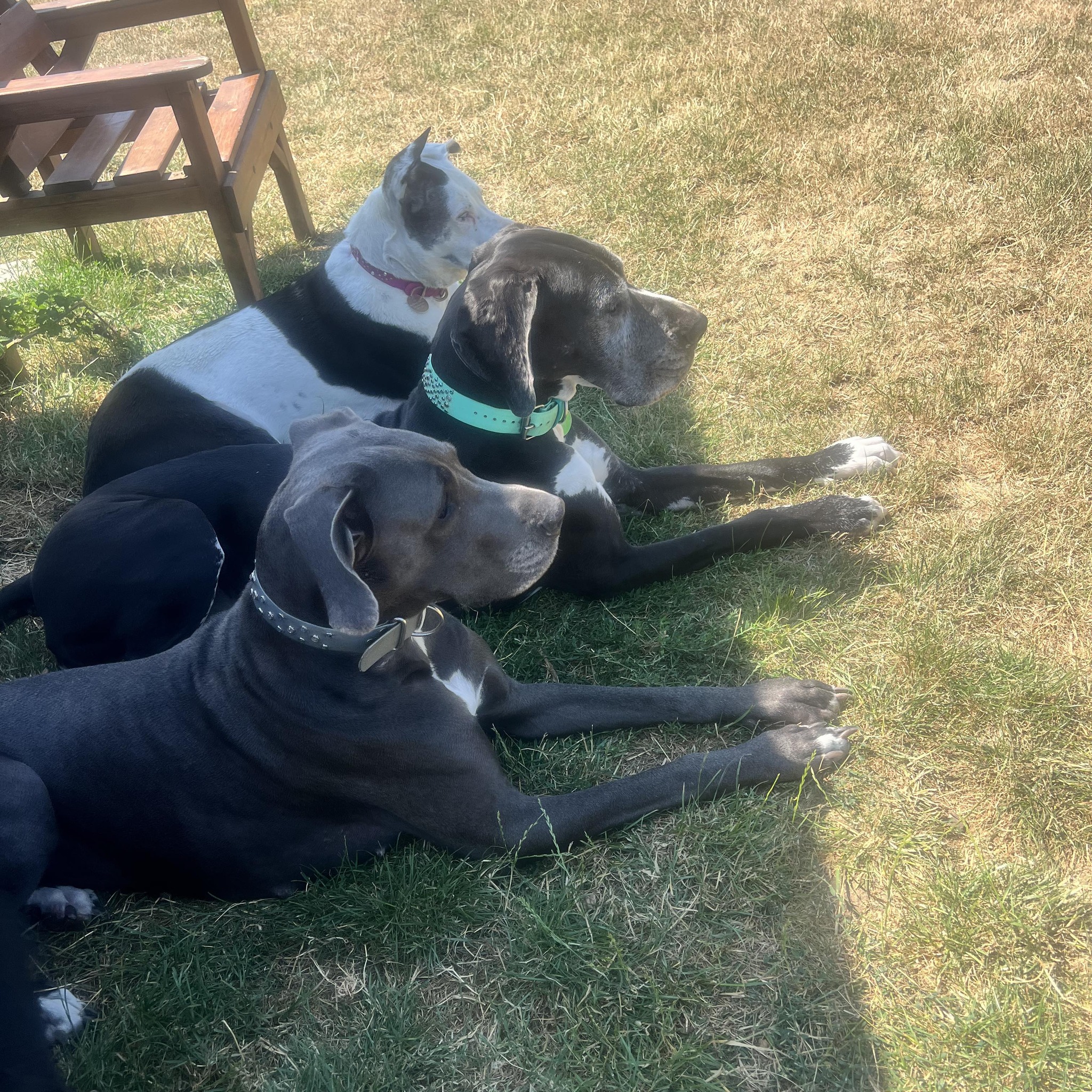 Wednesday session number two Russ Marty Chip Dotty Willow Nora Pippa ...