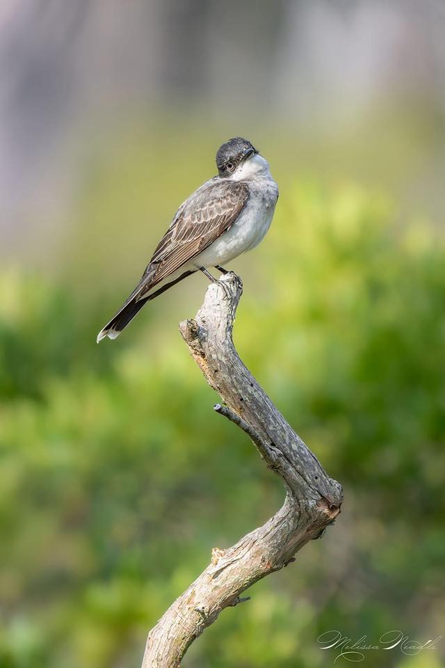 Apple iPhone identifies birds from pictures