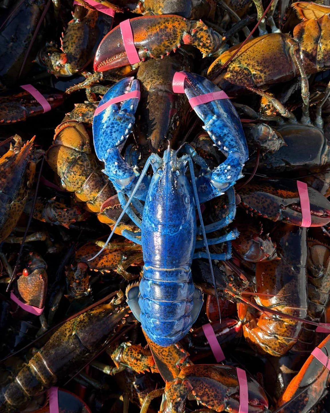 Unser - Das Bild ist echt, und nicht KI generiert: 🦞 Ein blauer Hummer ...