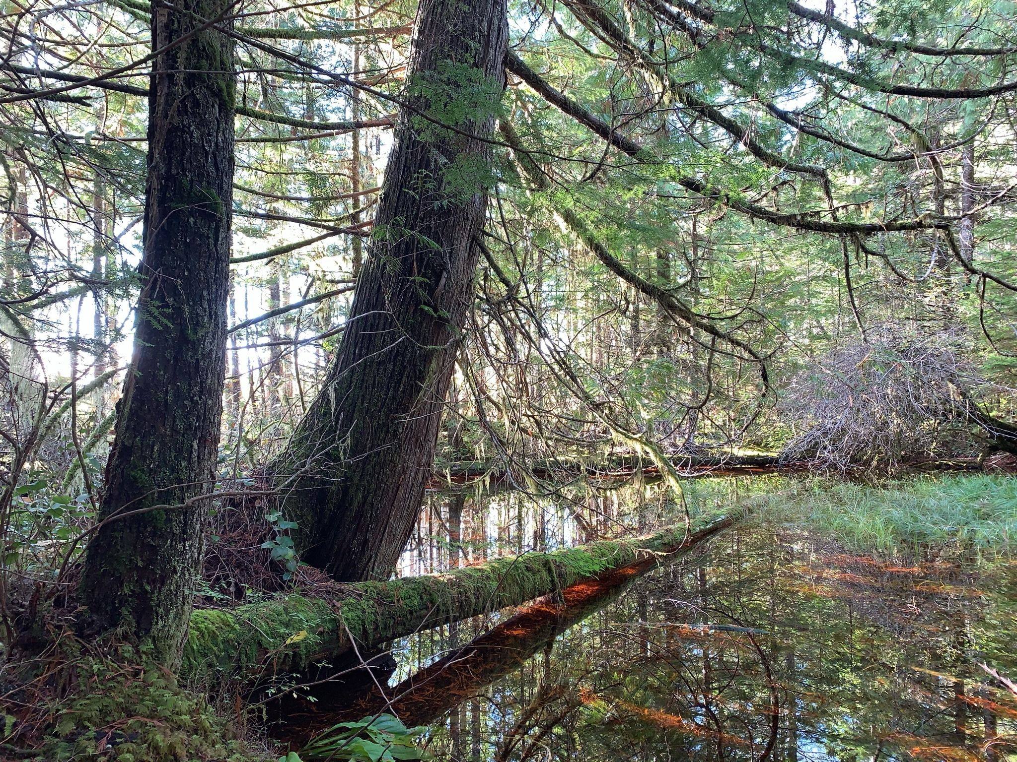 Multi trees
