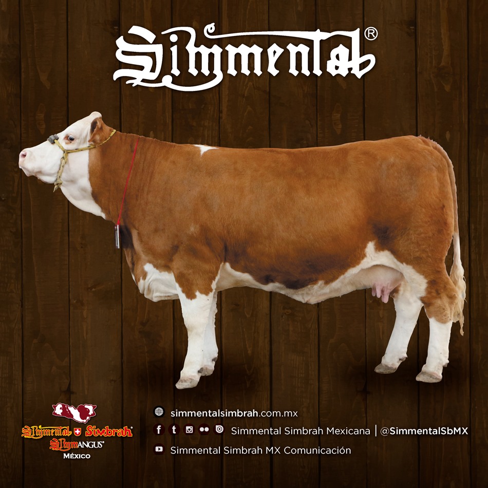 Simmental. Prototipo a... - Simmental Simbrah Mexicana | Facebook