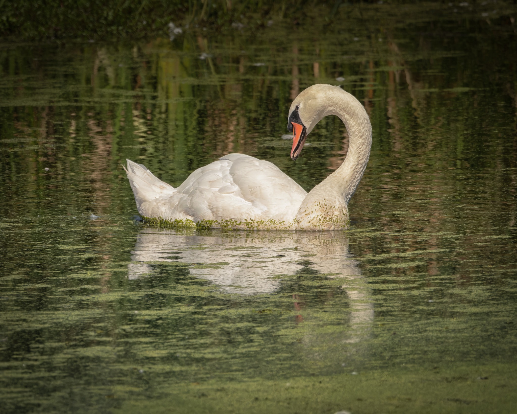 Swan looks back. Fuji X-T5 with 150-600mm lens and 1.4x teleconverter.