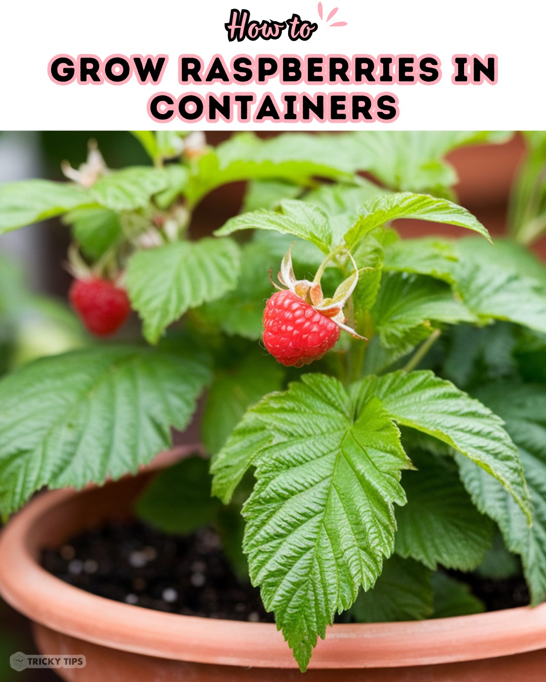 🌱 Want to grow juicy raspberries in... - Easy Family Recipes