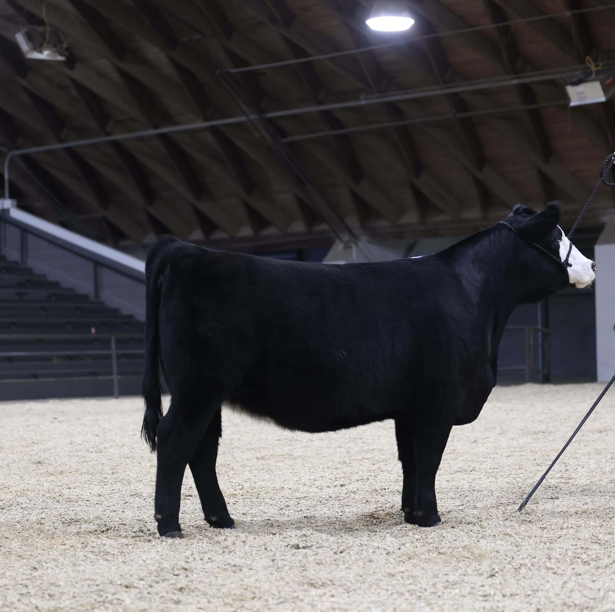 Mississippi Simmental Simbrah Association/MJSSA