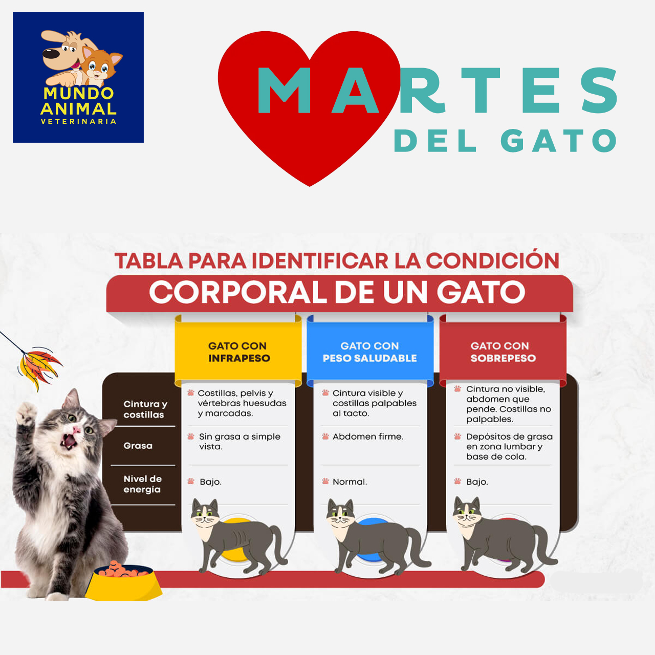 Veterinaria - 🐱📏 ¡Conoce la Tabla de Peso Ideal para Gatos según su ...
