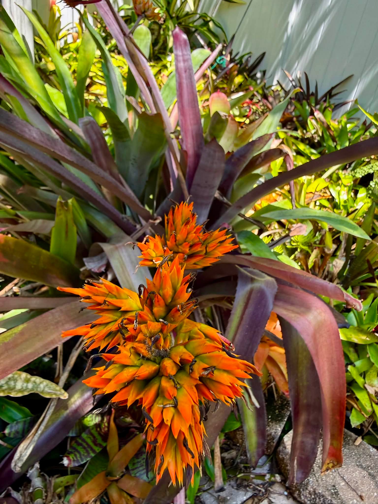 Aechmea titan force