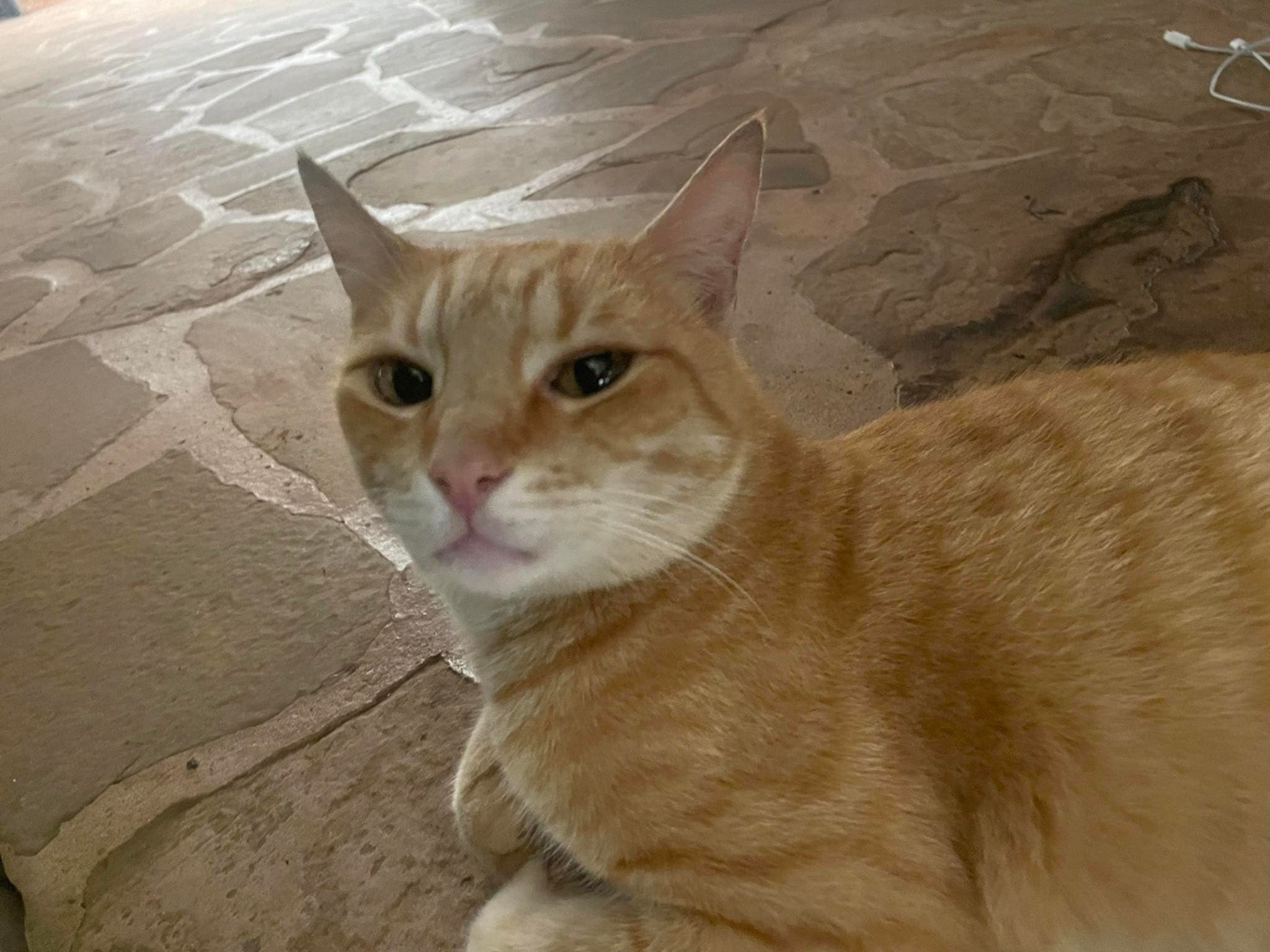 Update***. Owner has been found! Microchips work! Susan Aloha