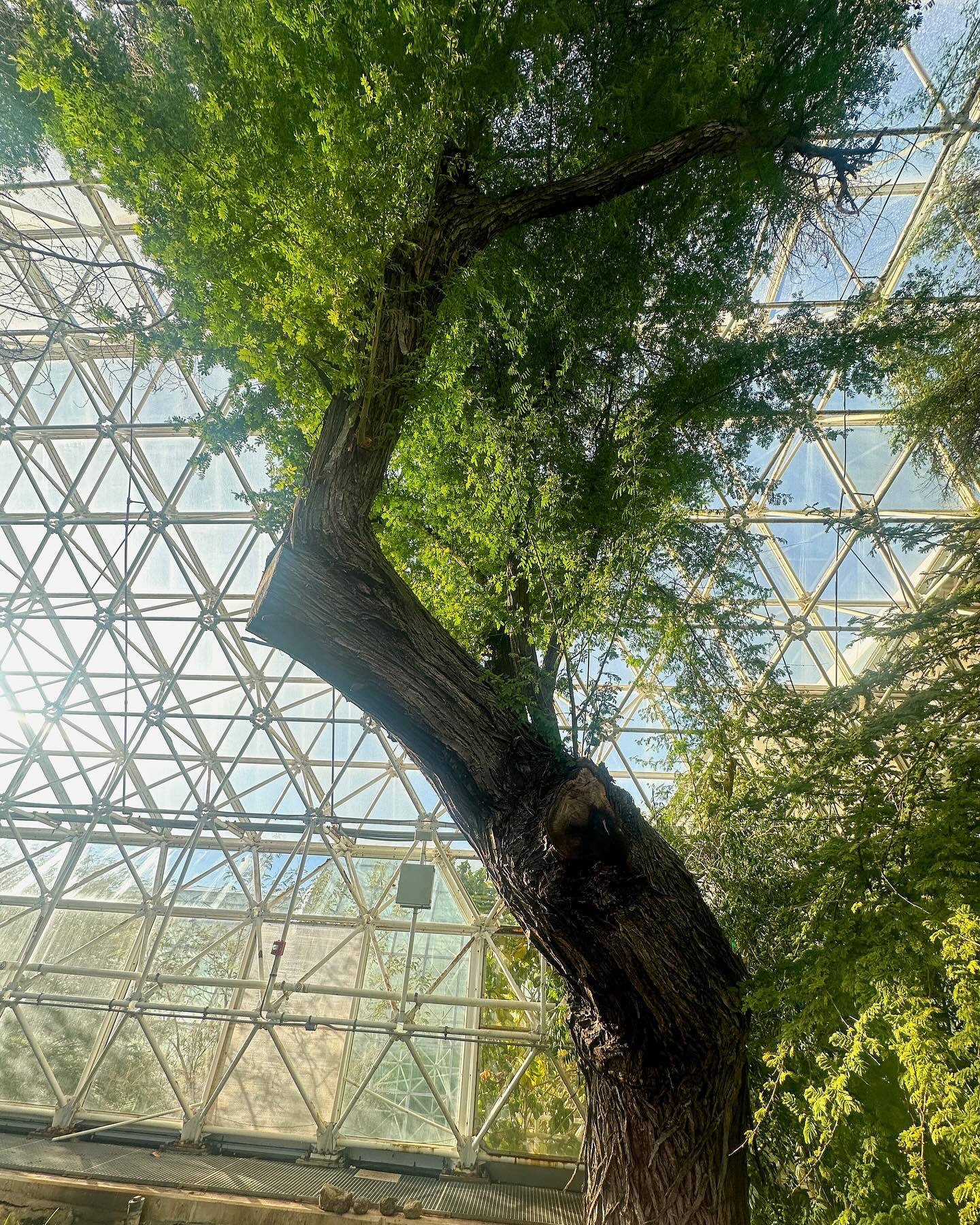 Biosphere - The Egyptian thorn (Vachellia nilotica) is a striking tree ...
