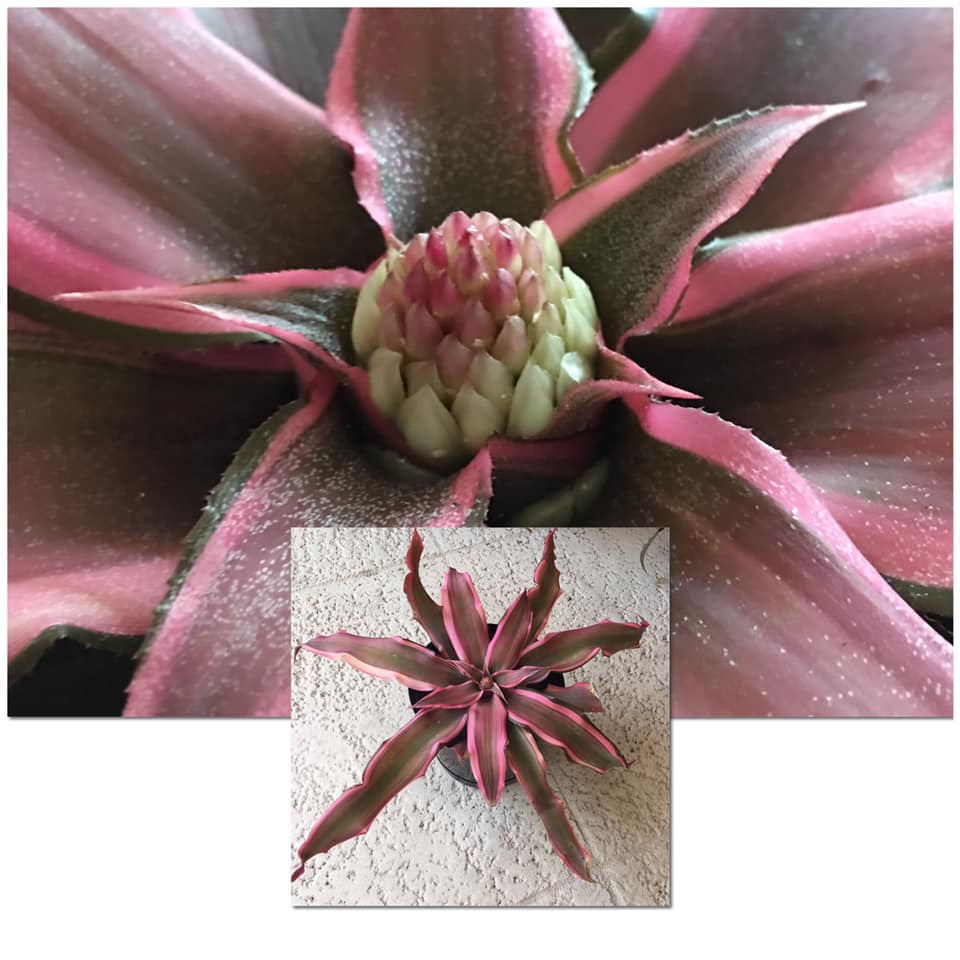 Cryptanthus 'Love Potion # 9' ready to bloom.