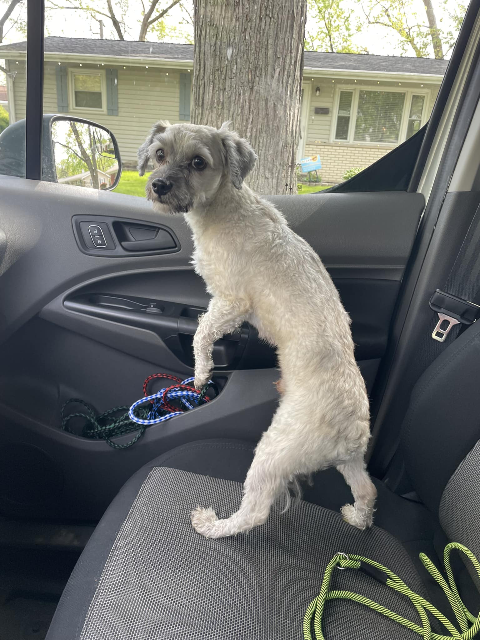 Lansing - PUPDATE: Returned to owner! Do you know me? I was taking a ...