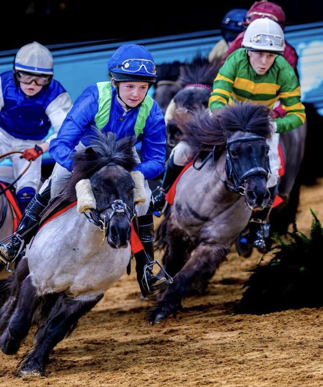 Shetland Pony Grand National - Shetland Pony Grand National bid a ...