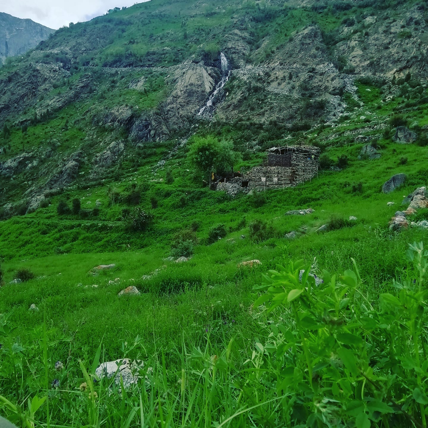 Green tallu broq skrdu rondu
