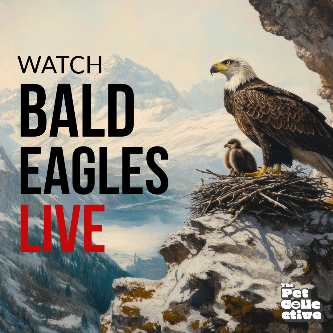 Big Bear Bald Eagles Live Cam 2 - Watch Jackie and Shadow
