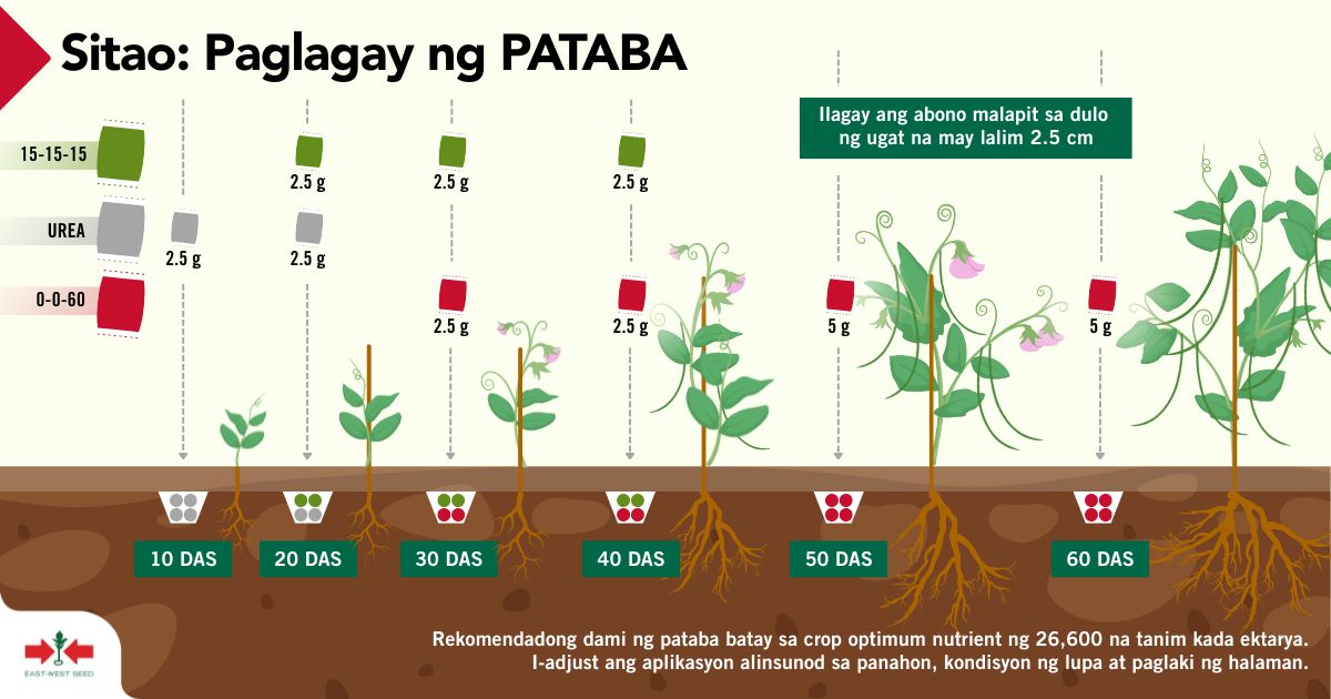 East-West - Gamitin ang fertilizer schedule na ito bilang # ...