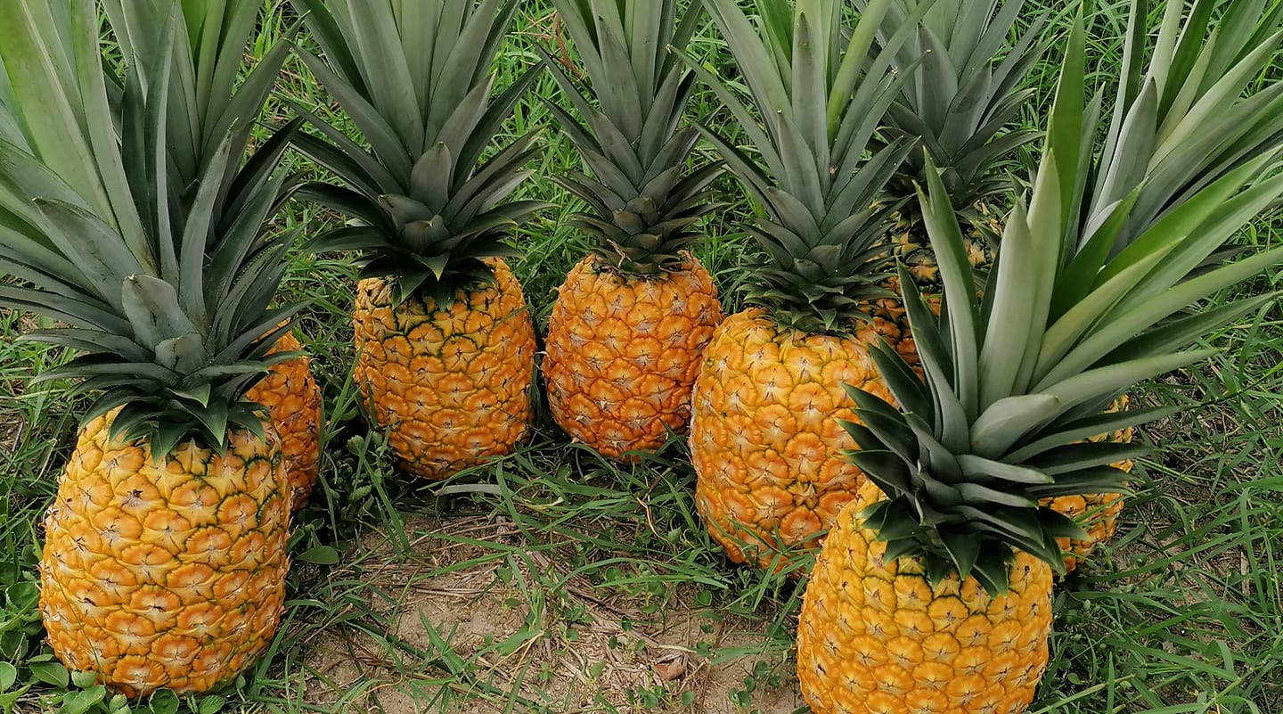Venta de piña miel a precio de mayoreo | Tomatlán