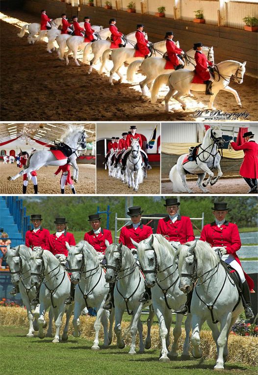 T-shirt Lipizzaner Stallions - Taille Youth Large - Noir - Coton - Occasion Très Bon État