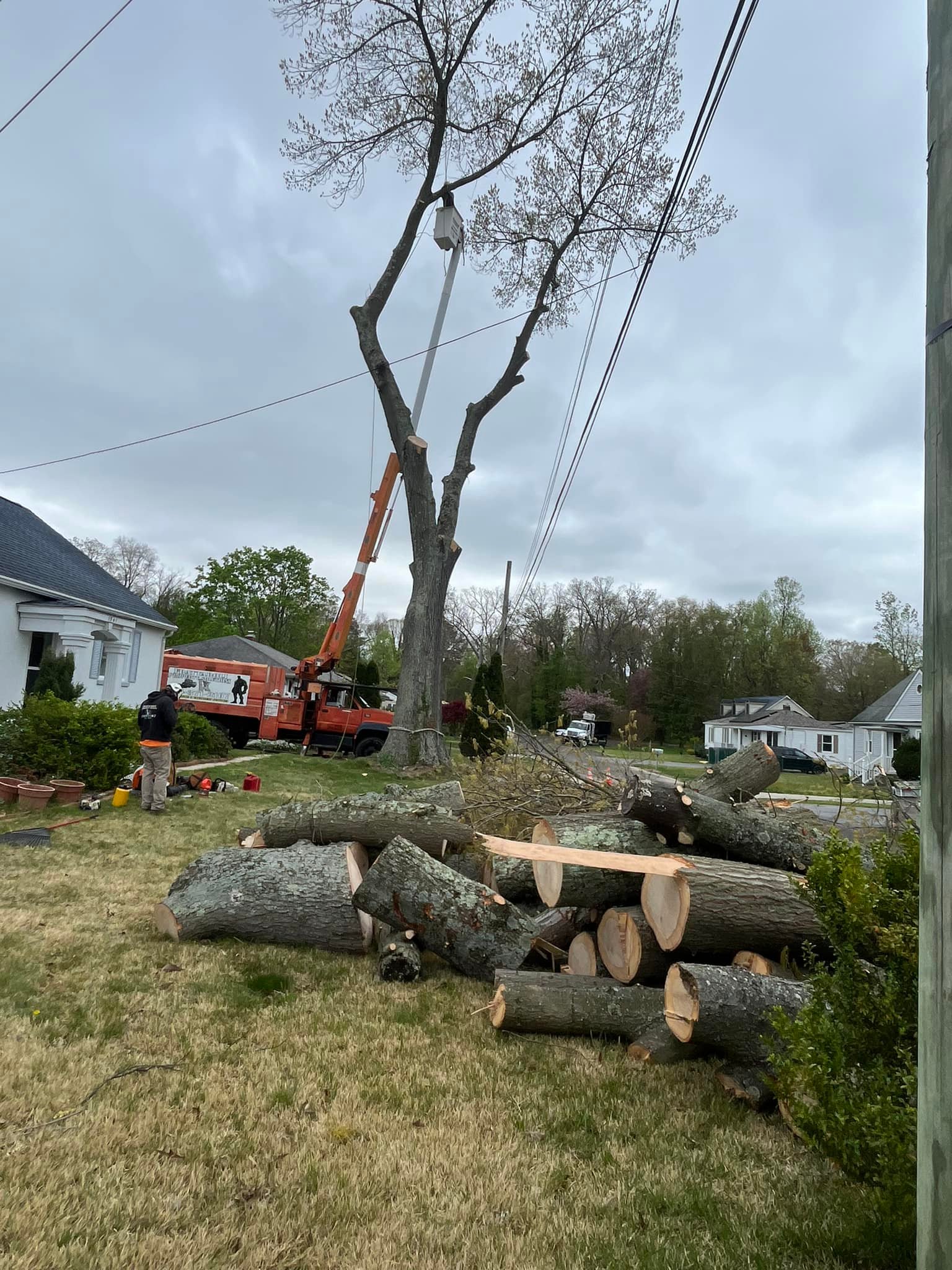 Frattaroli Tree Service llc