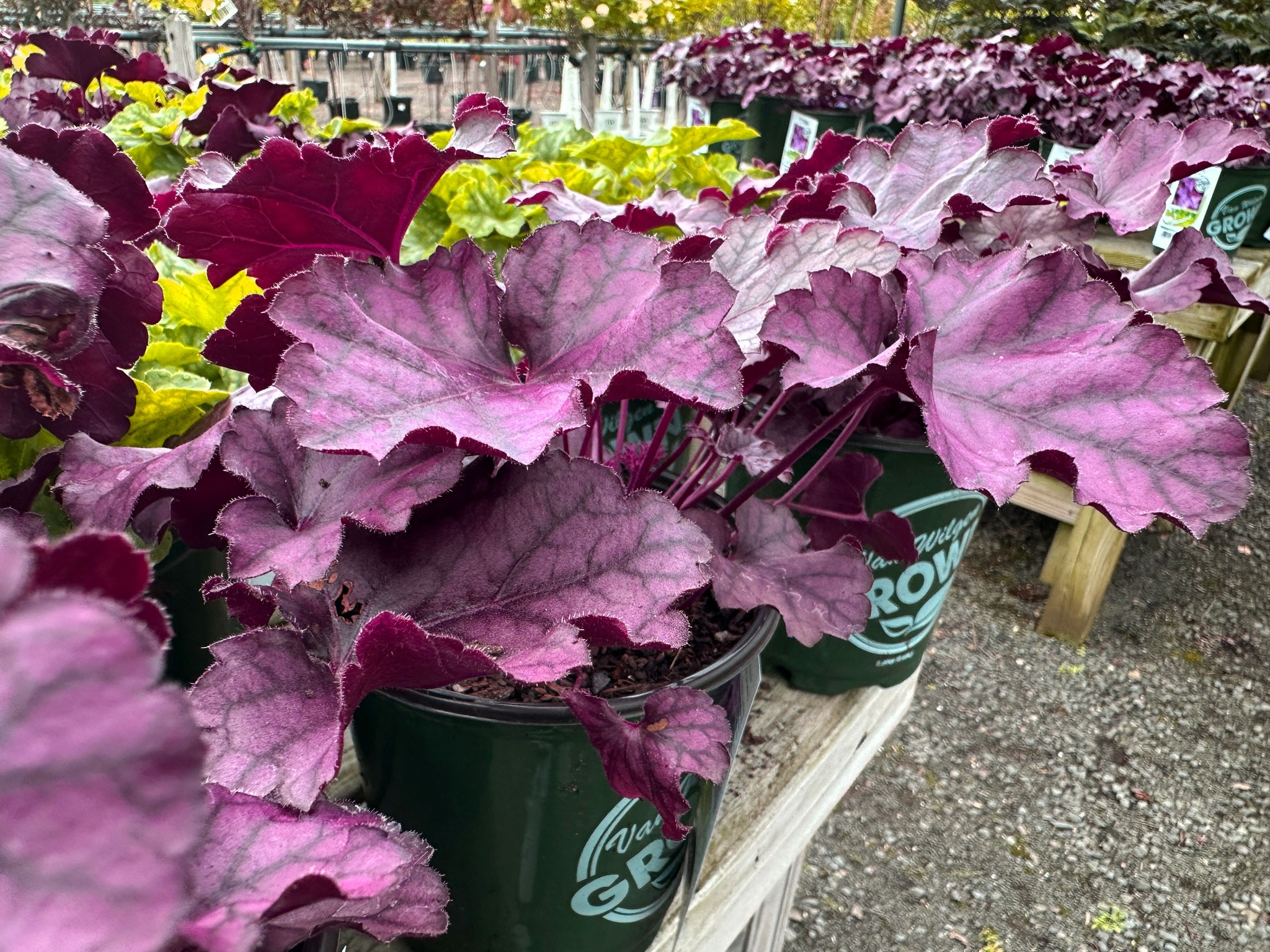 Try these new Coral Bells 😍... - Van Wilgen's Garden Center | Facebook