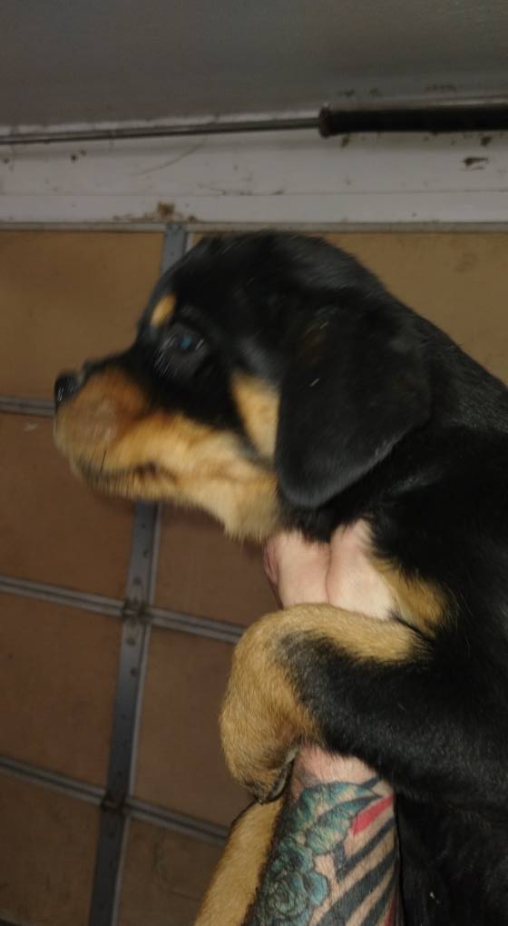 County K Rottweilers