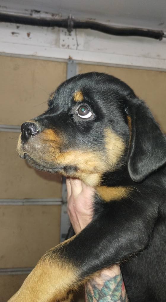 County K Rottweilers