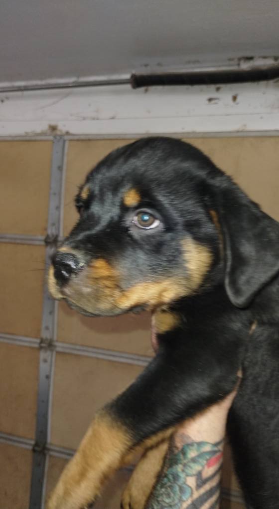 County K Rottweilers
