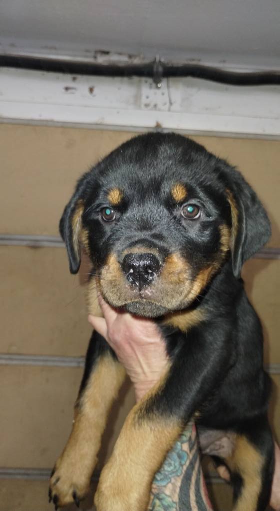 County K Rottweilers