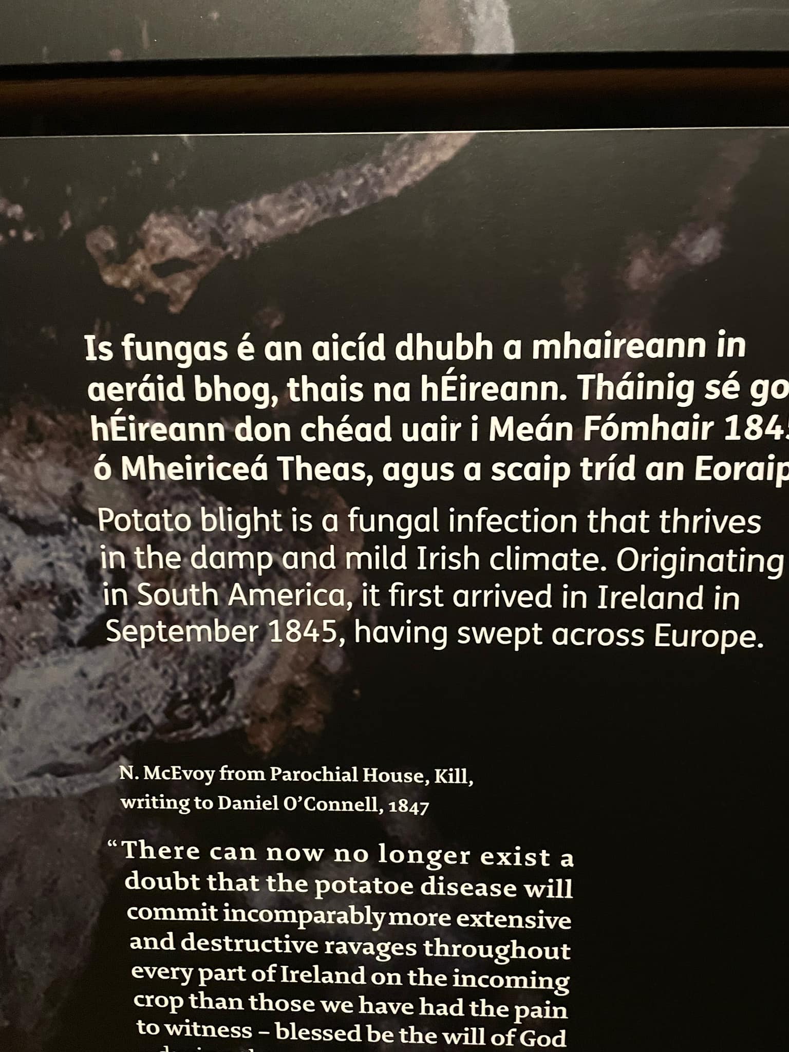 Jean Ristaino's Lab NC State | Raleigh NC