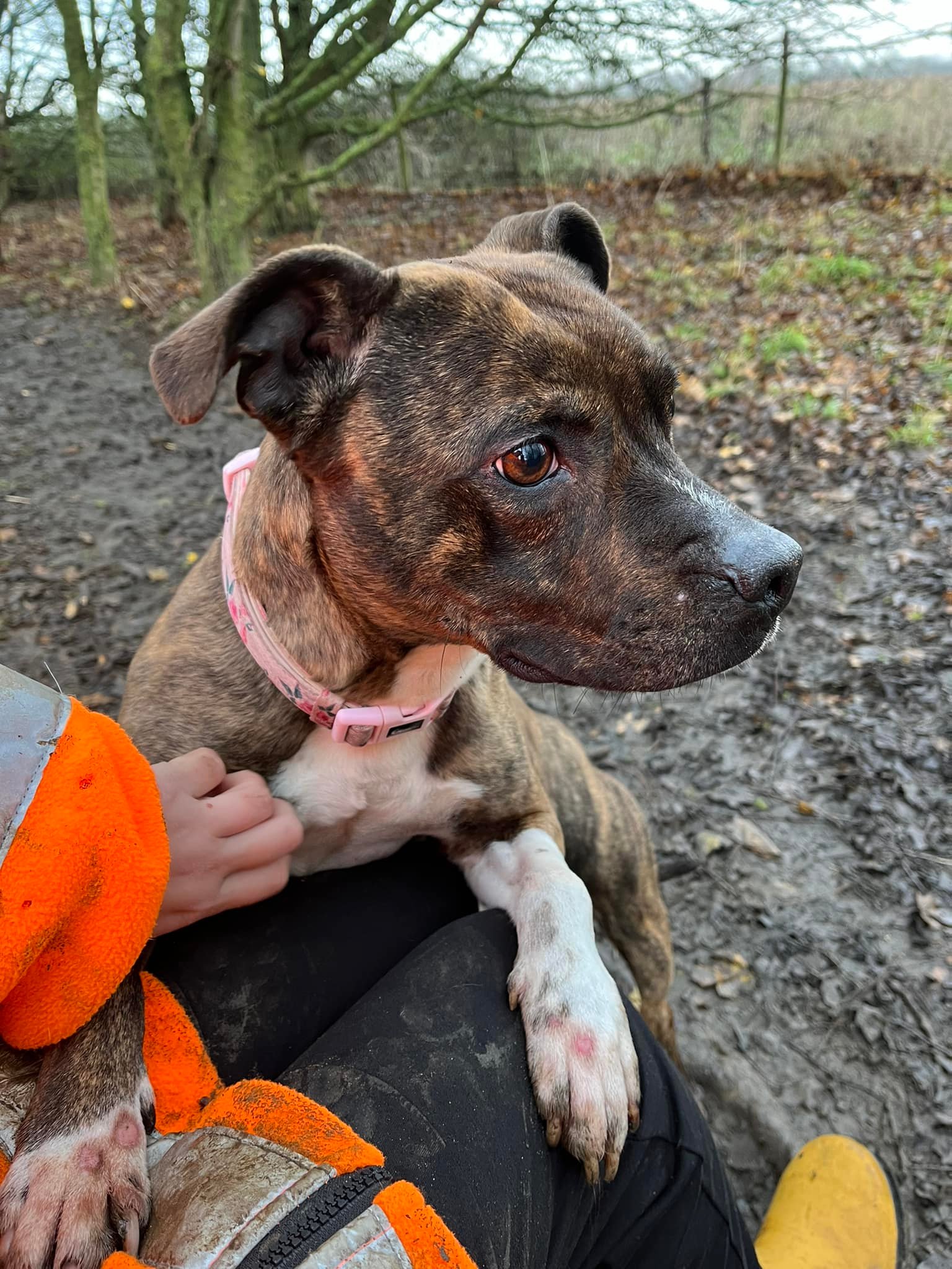 Wellidog | Grendon