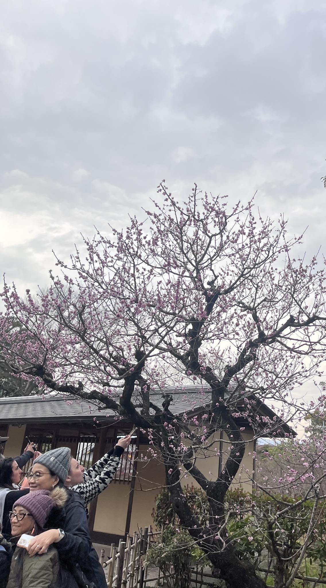 Ris Risu