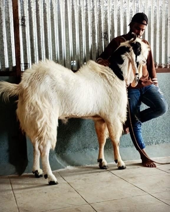Rustam goat farm | Pune
