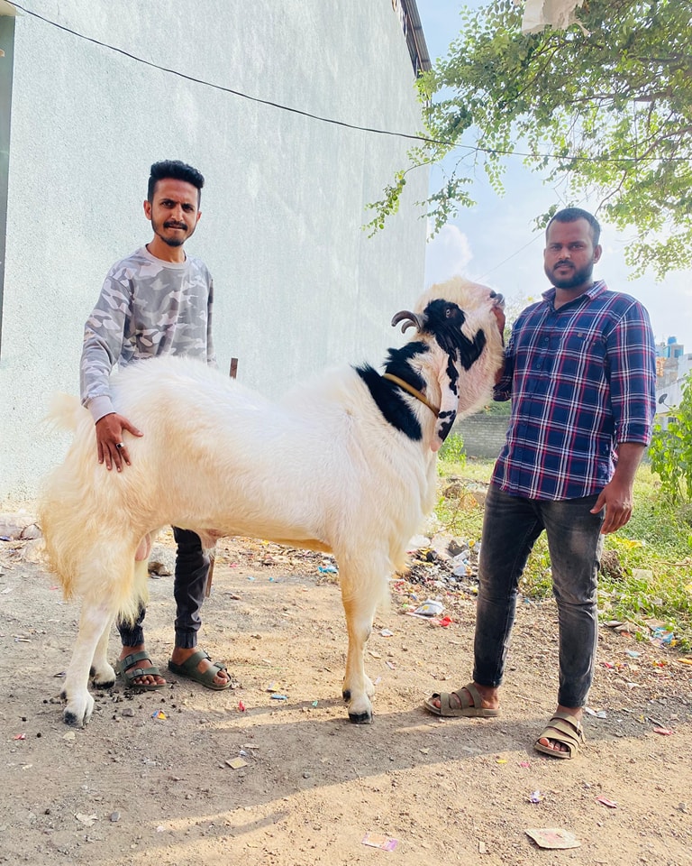 Rustam goat farm | Pune