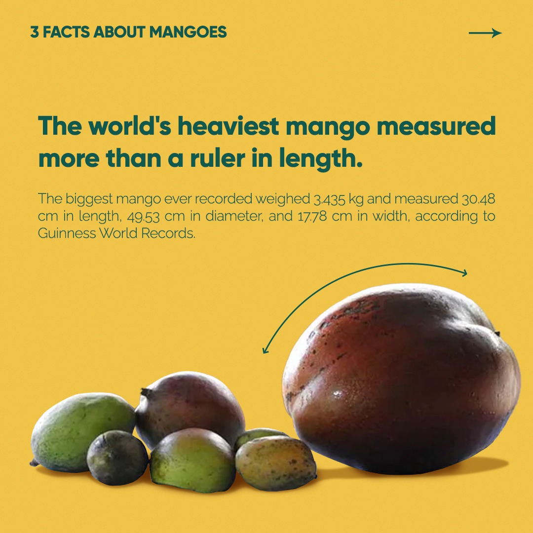 MAYANI - More about mangoes! Not only are they rich in... | Facebook