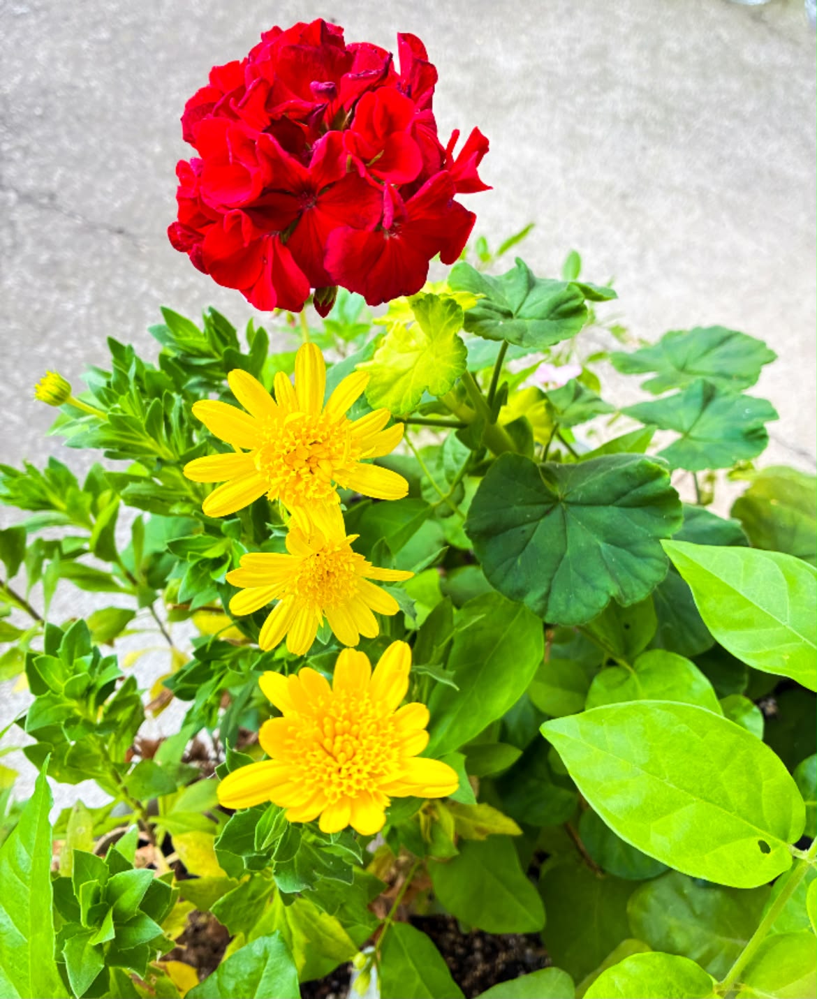 花っていいね！倶楽部