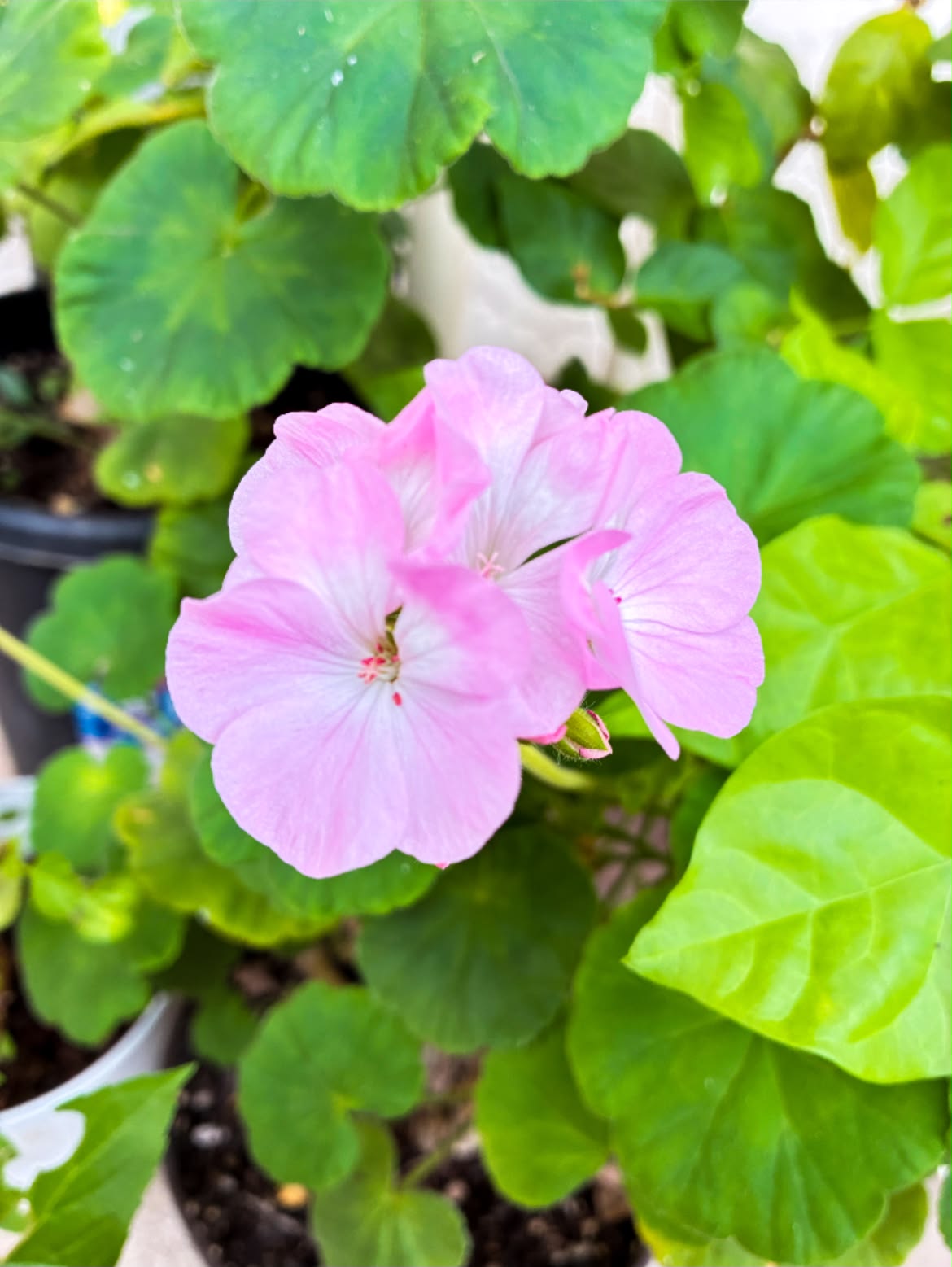 【中古】花頌抄 花っていいね！倶楽部