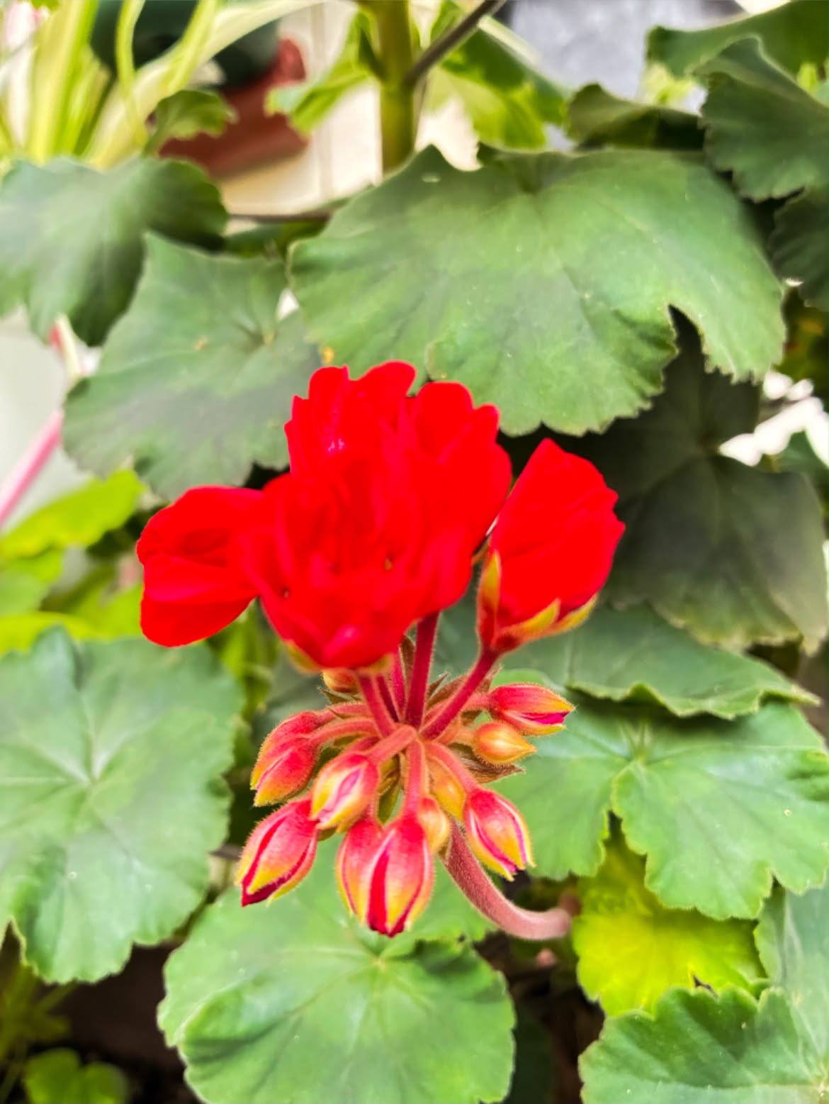 花っていいね！倶楽部