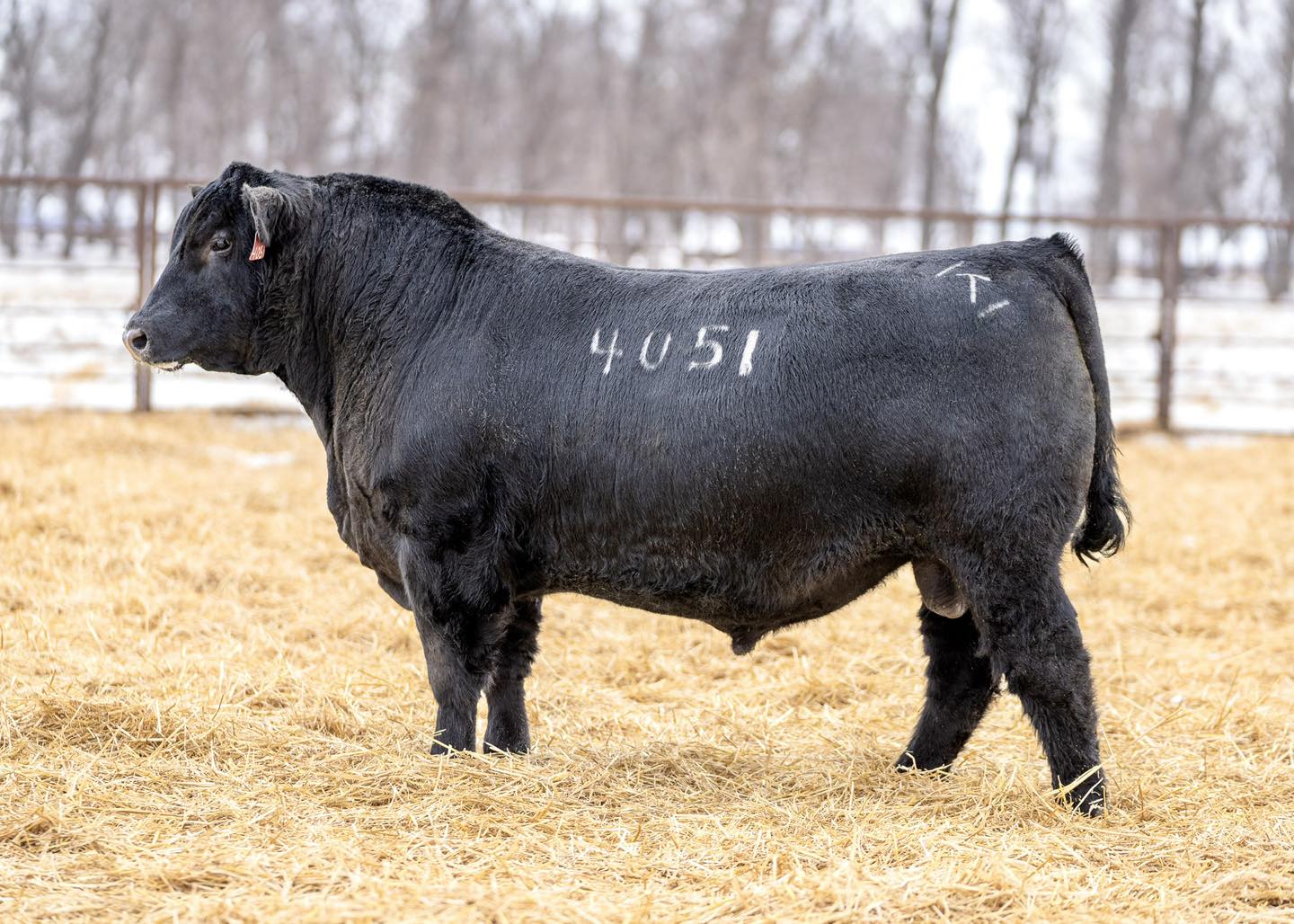 Topp Angus - I started uploading the yearling photos for... | Facebook