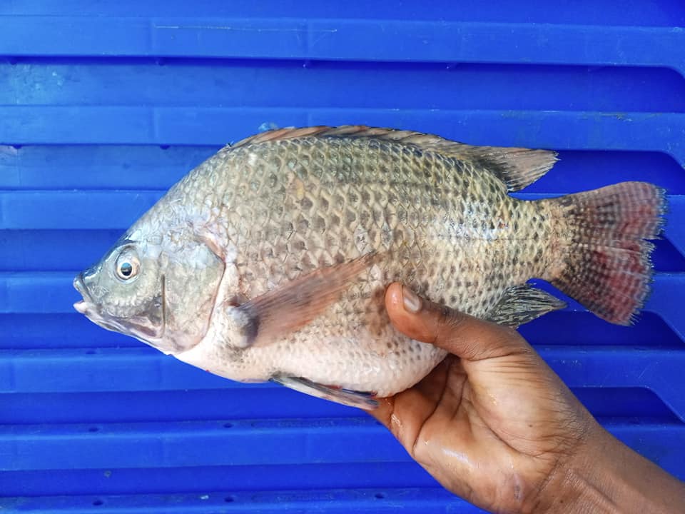 Mr Fish | Addis Ababa