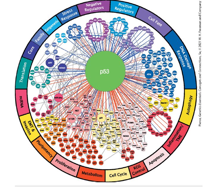 Cancer - The p53 gene "Guardian of the Genome"👇 The p53 gene, often ...