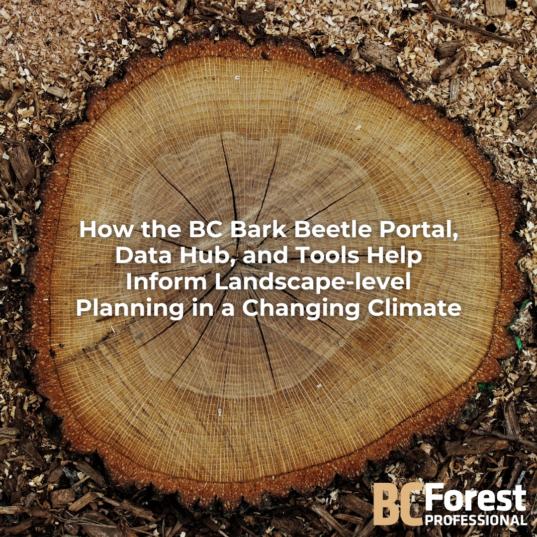 Forest - How the BC Bark Beetle Portal, Data Hub, and Tools Help Inform ...