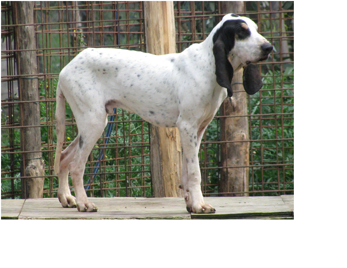Cinofilia: Expo, Prove ENCI e schede delle razze canine - ROYAL ...